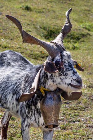 Close-up of a goat in a fieldの写真素材