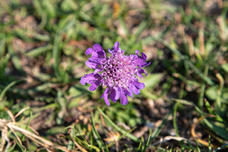 Close-up of a mountain flower, a wild scabiousの写真素材