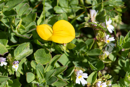 Close-up of a yellow flower in the mountains of the Alps in Franceの写真素材