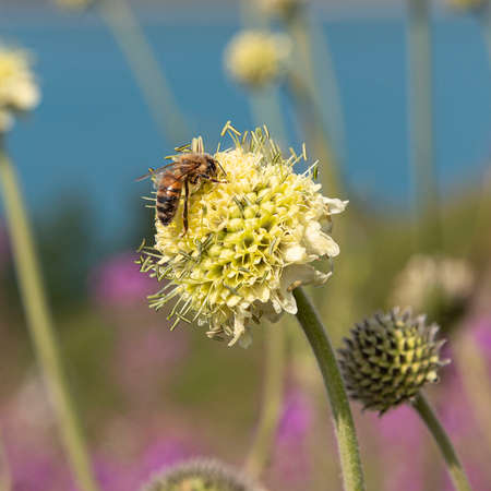 Close-up of a bee on a yellow flower in a gardenの写真素材