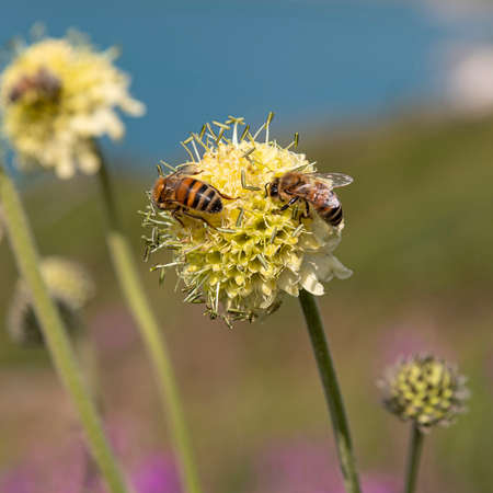 Close-up of a bee on a yellow flower in a gardenの写真素材