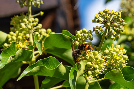 Close-up of a hornet on a flower in a garden