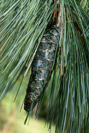 Close-up of a fir branch with a pine cone and green needles