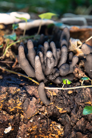 Close-up of black Xylaria mushrooms on a tree stump in the forestの写真素材