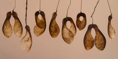 maple seed garland in autumn for decoration