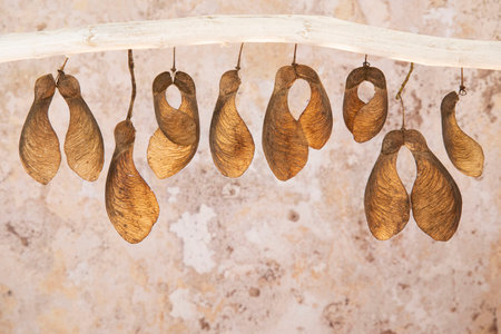 maple seed garland in autumn for decorationの写真素材