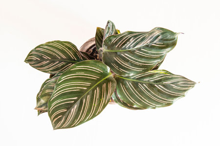 Close-up of a green and pink calathea ornata plantの写真素材