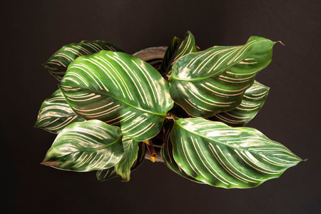 Close-up of a green and pink calathea ornata plantの写真素材