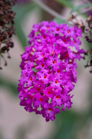 Close-up of a purple flower in the shape of a clusterの写真素材