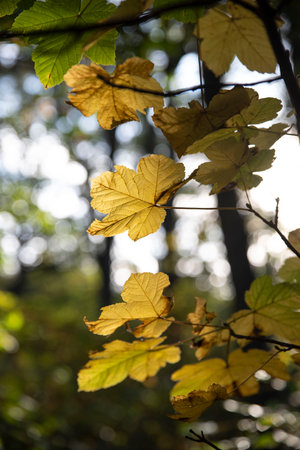 Close-up of yellow leaves in a forest in autumnの写真素材