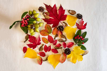 Background of yellow and red autumn leaves with