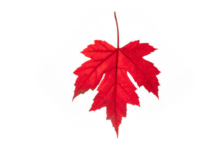 Red maple leaf in autumn on a plain light backgroundの写真素材