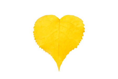 A yellow tree leaf in autumn in the shape of a heart on a white background