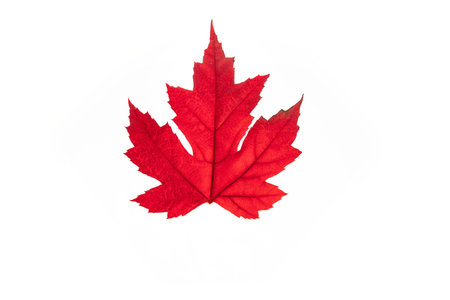 Close-up of a red maple leaf in autumn on a white backgroundの写真素材