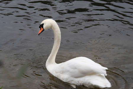 Close-up of a white swan on the waterの写真素材