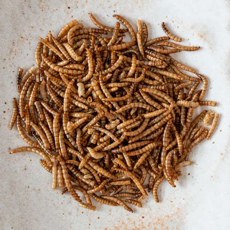 Close-up of edible insects, mealworms