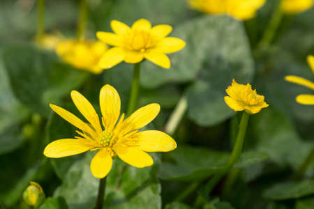 Ficaria, yellow spring flower in the forest