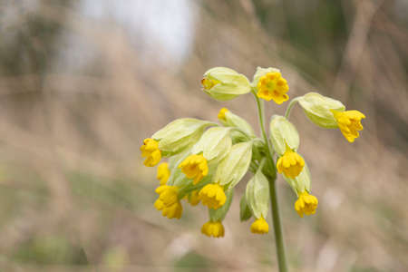 Close-up of yellow cuckoo flowers with space for text