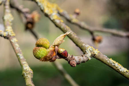 Close-up of plane tree buds in springの写真素材