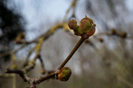 Close-up of plane tree buds in spring