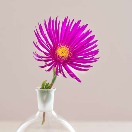 Close-up of a ficoid flower in a vaseの写真素材