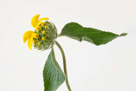 Close-up of a yellow Jerusalem sage flower on a white backgroundの写真素材