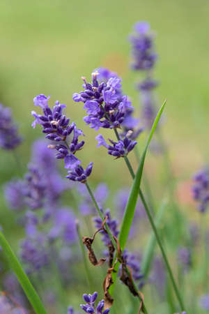 Close-up of purple lavender flower in a gardenの写真素材