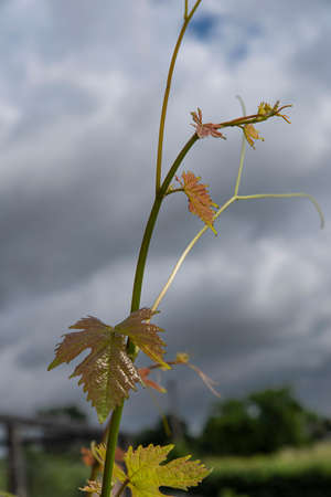 Close-up of a young vine leaf in a gardenの写真素材