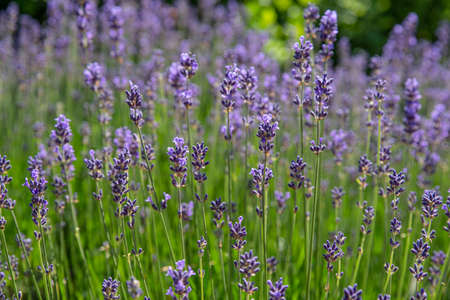 Close-up of purple lavender flower in a gardenの写真素材