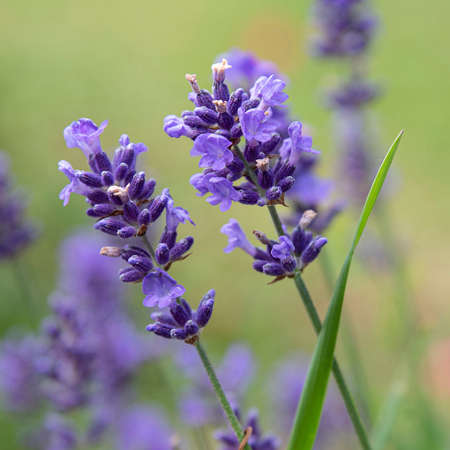 Close-up of purple lavender flower in a gardenの写真素材