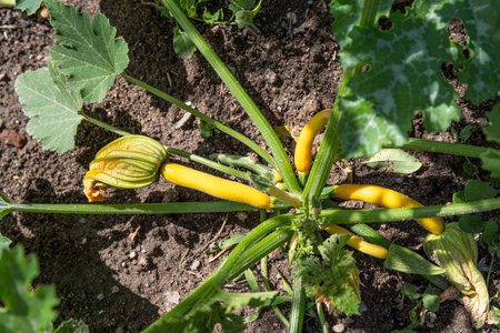 Close-up of a yellow courgette plant in a gardenの写真素材