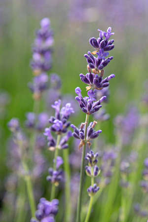 Close-up of purple lavender flower in a gardenの写真素材