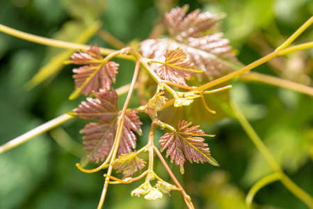 Close-up of a young vine leaf in a gardenの写真素材