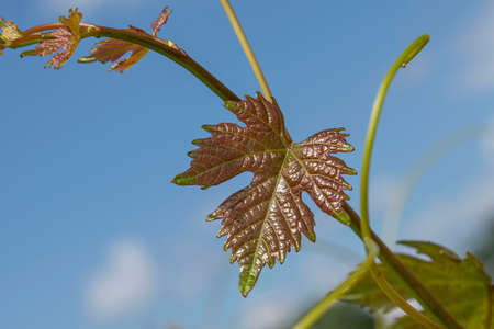 Close-up of a young vine leaf in a gardenの写真素材