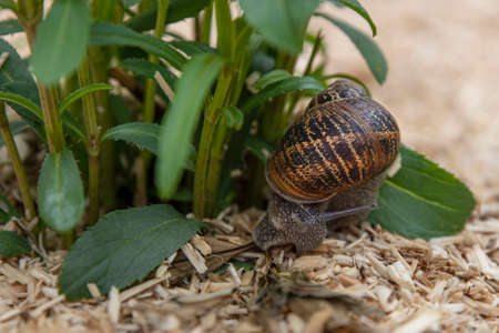 Close-up of a snail on a plant in a gardenの写真素材