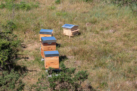 Several wooden hives in a meadow