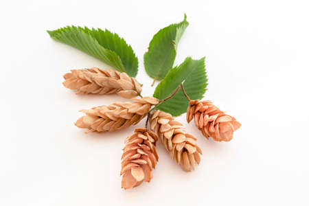 Close-up of fruits and seeds of dry hop hornbeamの写真素材