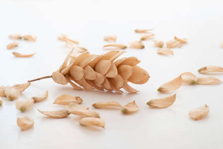 Close-up of fruits and seeds of dry hop hornbeamの写真素材