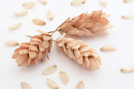 Close-up of fruits and seeds of dry hop hornbeamの写真素材