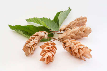 Close-up of fruits and seeds of dry hop hornbeamの写真素材