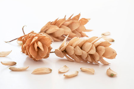 Close-up of fruits and seeds of dry hop hornbeamの写真素材