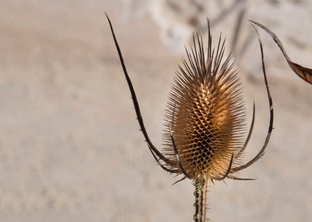 Close-up of a dried thistle flowerの写真素材