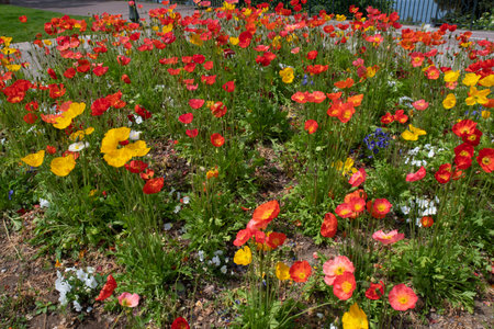 Yellow, orange and red poppies in a field or gardenの写真素材