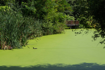 pond covered with green duckweed on the surface, with trees aroundの写真素材