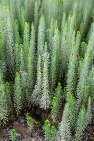 Group of aquatic plants at the edge of a natural lakeの写真素材
