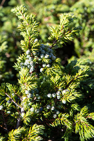 Close-up of a juniper branch with berries in the mountainsの写真素材