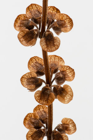 Close-up of basil seeds still on the basil plantの写真素材