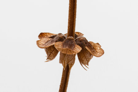 Close-up of basil seeds still on the basil plant