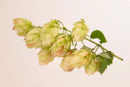 Close up of green hop cones and seeds for making beer