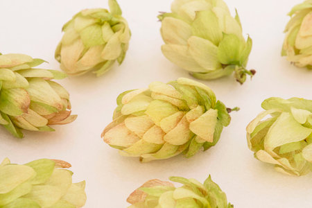 Close up of green hop cones and seeds for making beer
